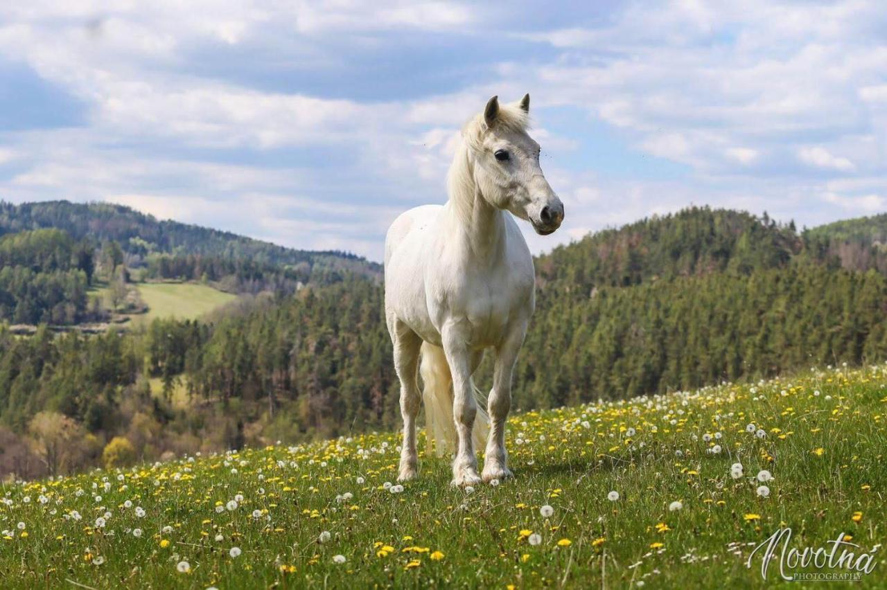 Apartmán Statek Straňovice Malenitz Exteriér fotografie